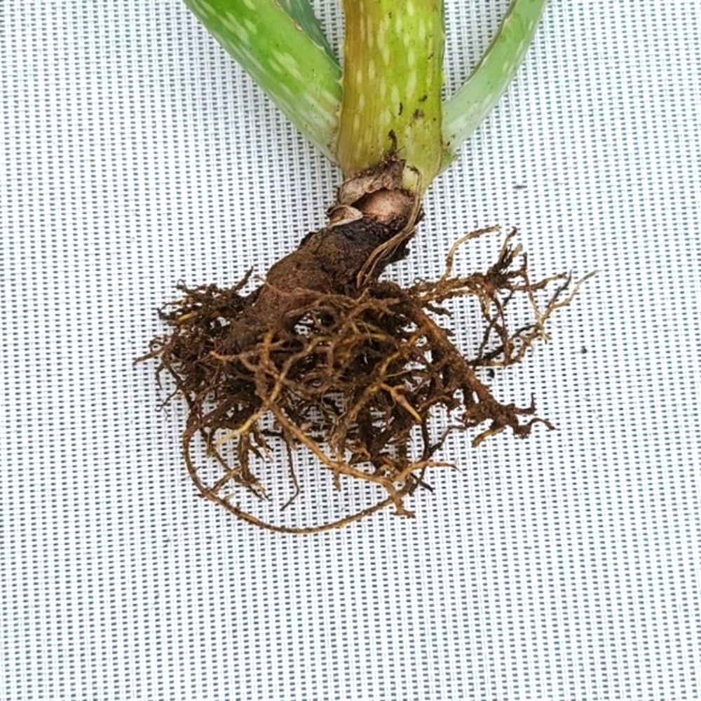 Aloe Vera Plant - Picture 6 of 7